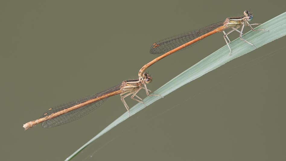 Platycnemis acutipennis (Orange Featherleg) tandem.jpg